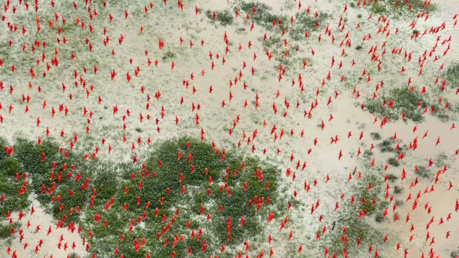 Burung ibis merah memenuhi langit di atas dataran rendah yang banjir, kira-kira 20 mil barat daya Bom Amigo di sepanjang pantai Brasil © Daniel Beltrá / Greenpeace