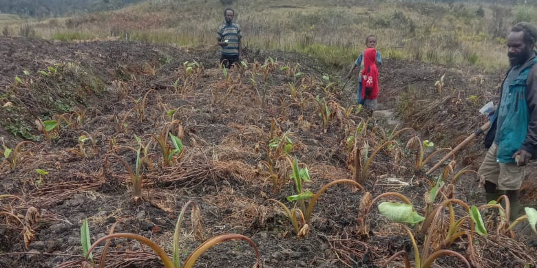 Foto : Kondisi kekeringan terjadi di Distrik Kwiyawagi, yang meliputi Kampung Luarem, Jugu Nomba, Uwome dan Tumbubur, Kabupaten (Pemkab) Lanny Jaya, Provinsi Papua. (BPBD Provinsi Papua)